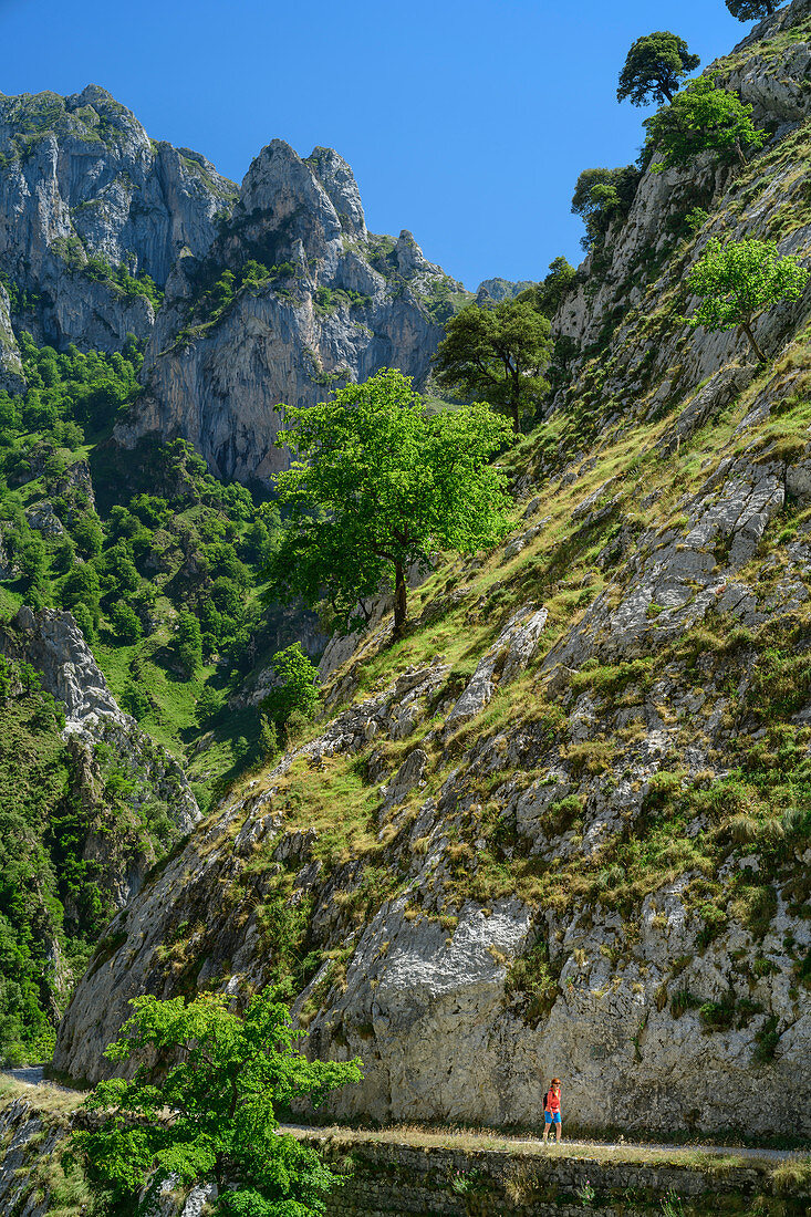 Woman hiking through the Ruta del Cares gorge, Cares Gorge, Picos de Europa, Picos de Europa National Park, Cantabrian Mountains, Asturias, Spain