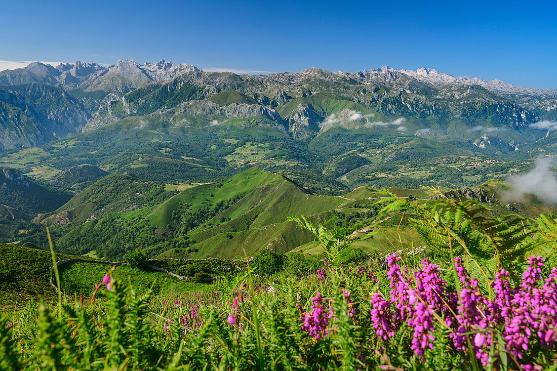 Pink blooming heather with Picos de Europa in the background, from Picu Tiedu, Picos de Europa, Picos de Europa National Park, Cantabrian Mountains, Asturias, Spain