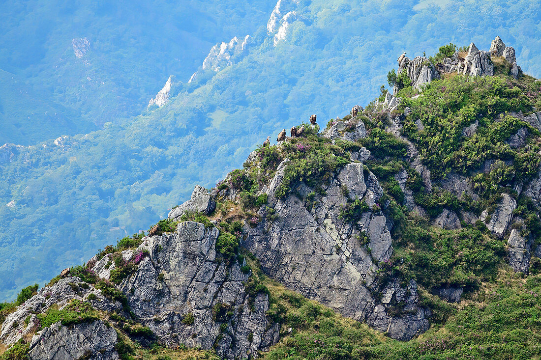Mehrere Gänsegeier sitzen auf Felskamm, vom Picu Tiedu, Nationalpark Picos de Europa, Kantabrisches Gebirge, Asturien, Spanien