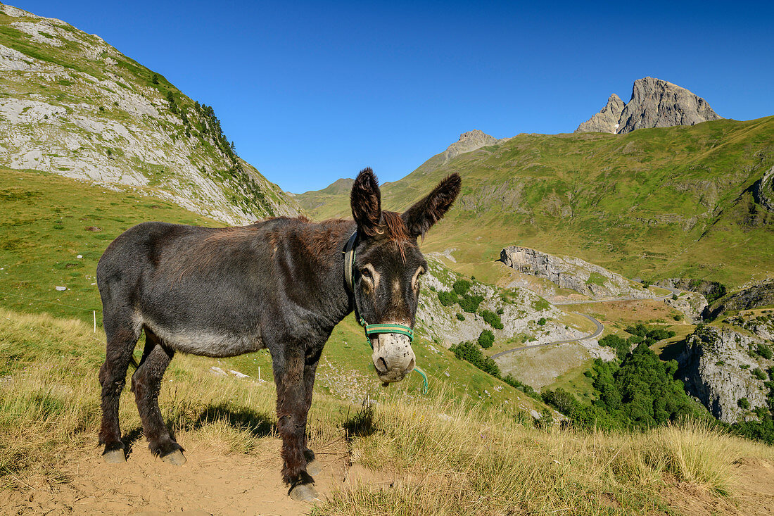 Esel mit Pic du Midi d´Ossau im Hintergrund, Col du Pourtalet, Nationalpark Pyrenäen, Pyrénées-Atlantiques, Pyrenäen, Frankreich