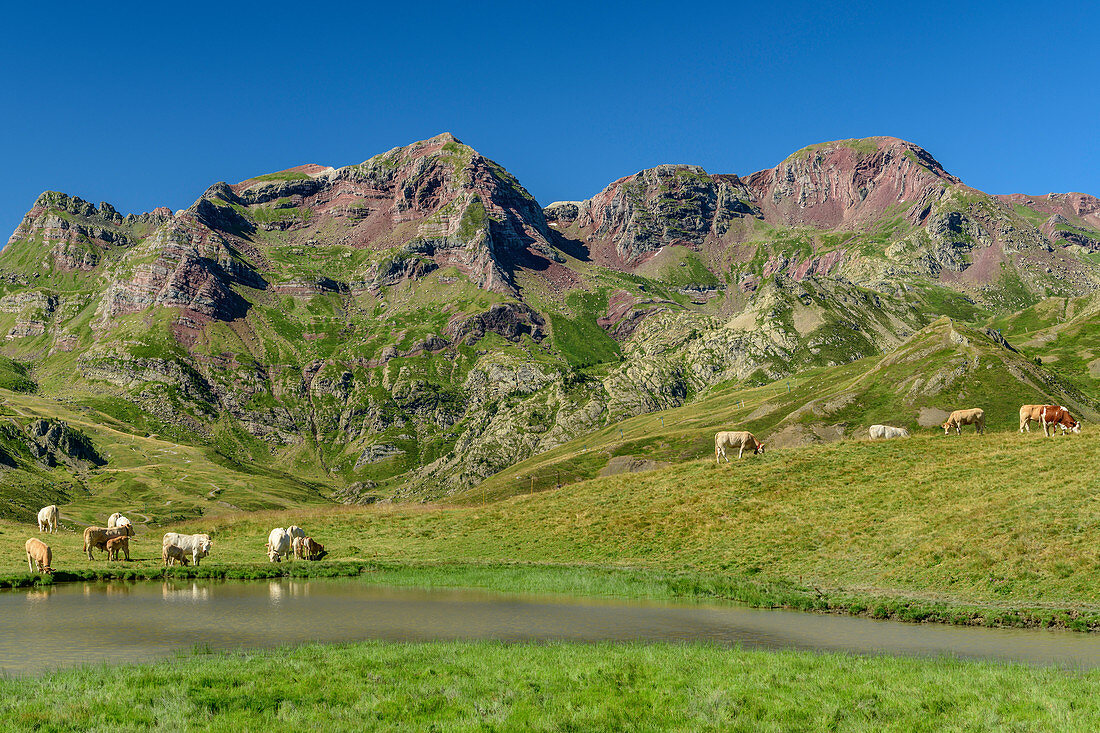 Kühe weiden am Col de Peyrelue, Nationalpark Pyrenäen, Pyrénées-Atlantiques, Pyrenäen, Frankreich