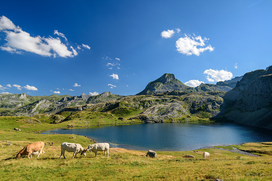 Kühe weiden am Lac Roumassot, mit Pic du Midi d´Ossau im Hintergrund, Lac Roumassot, Nationalpark Pyrenäen, Pyrénées-Atlantiques, Pyrenäen, Frankreich