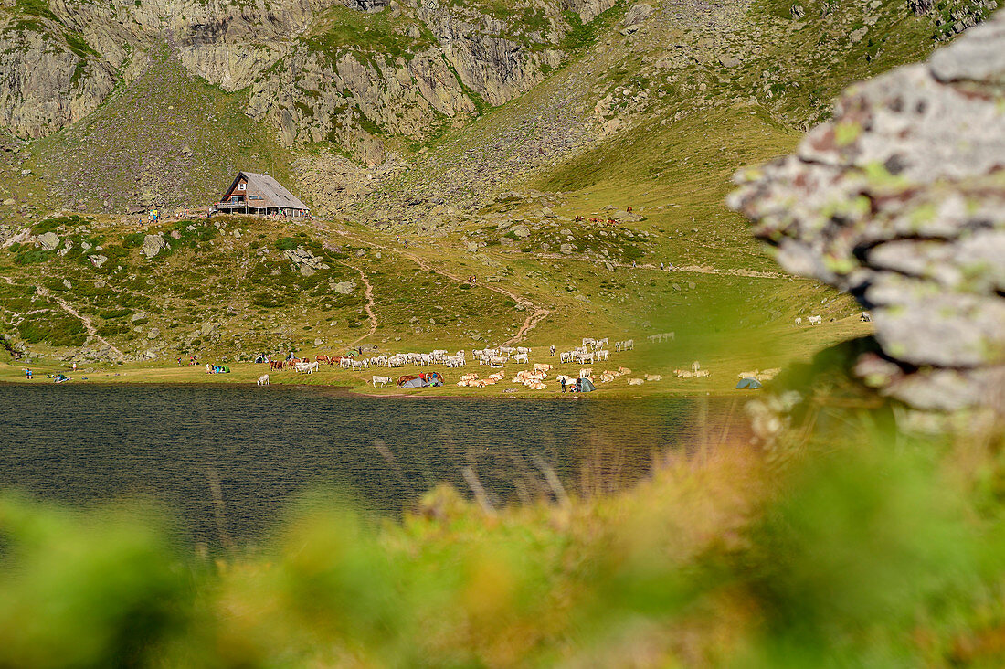 View of Lac Gentau with tent city and herd of animals, Refuge d´Ayous in the background, Lac Gentau, Pyrenees National Park, Pyrénées-Atlantiques, Pyrenees, France