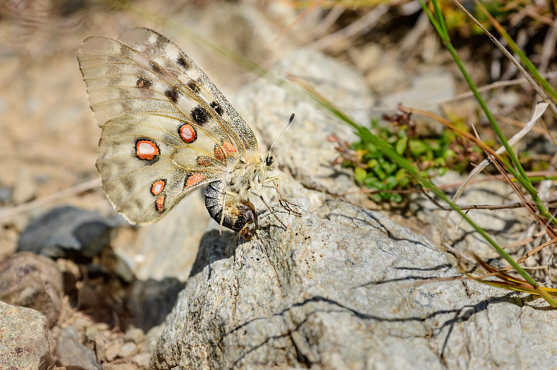 Alpenapollo, Parnassius phoebus, Nationalpark Pyrenäen, Pyrénées-Atlantiques, Pyrenäen, Frankreich