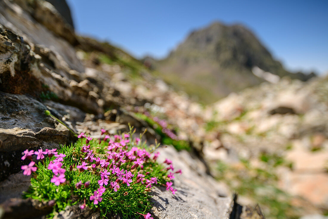 Blooming catchfly with mountain out of focus in the background, Lac d´Arremoulit, Pyrenees National Park, Pyrénées-Atlantiques, Pyrenees, France