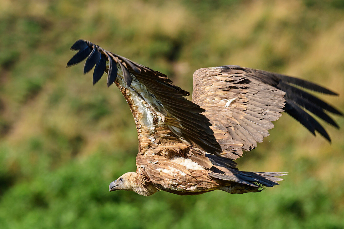 Griffon Vulture in flight, Gyps fulvus, Pyrenees National Park, Pyrénées-Atlantiques, Pyrenees, France