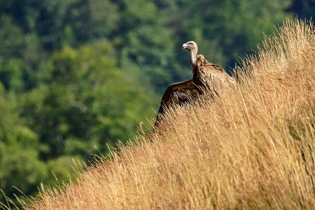 Gänsegeier mit ausgebreiteten Flügeln sitzt im Gras, Gyps fulvus, Nationalpark Pyrenäen, Pyrénées-Atlantiques, Pyrenäen, Frankreich
