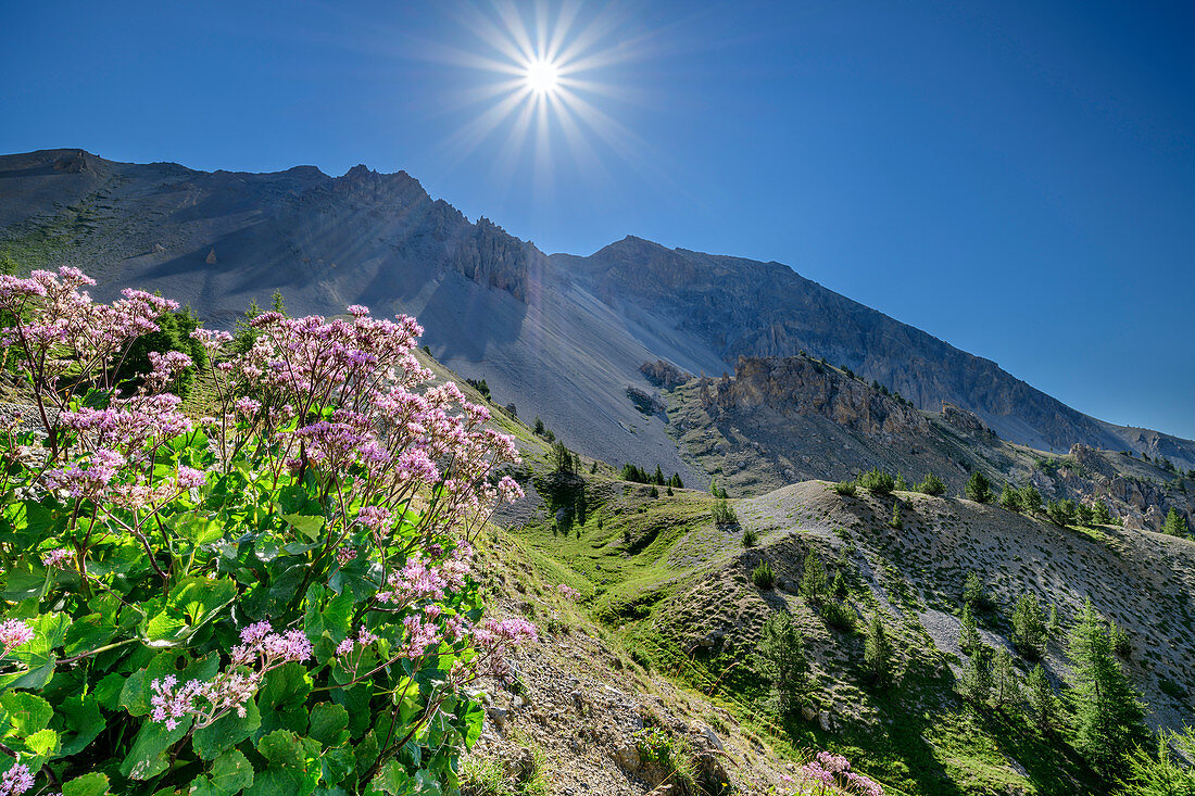 Blumenwiese am Col d´Izoard mit Casse Deserte im Hintergrund, Col d´Izoard, Cottische Alpen, Hautes-Alpes, Frankreich