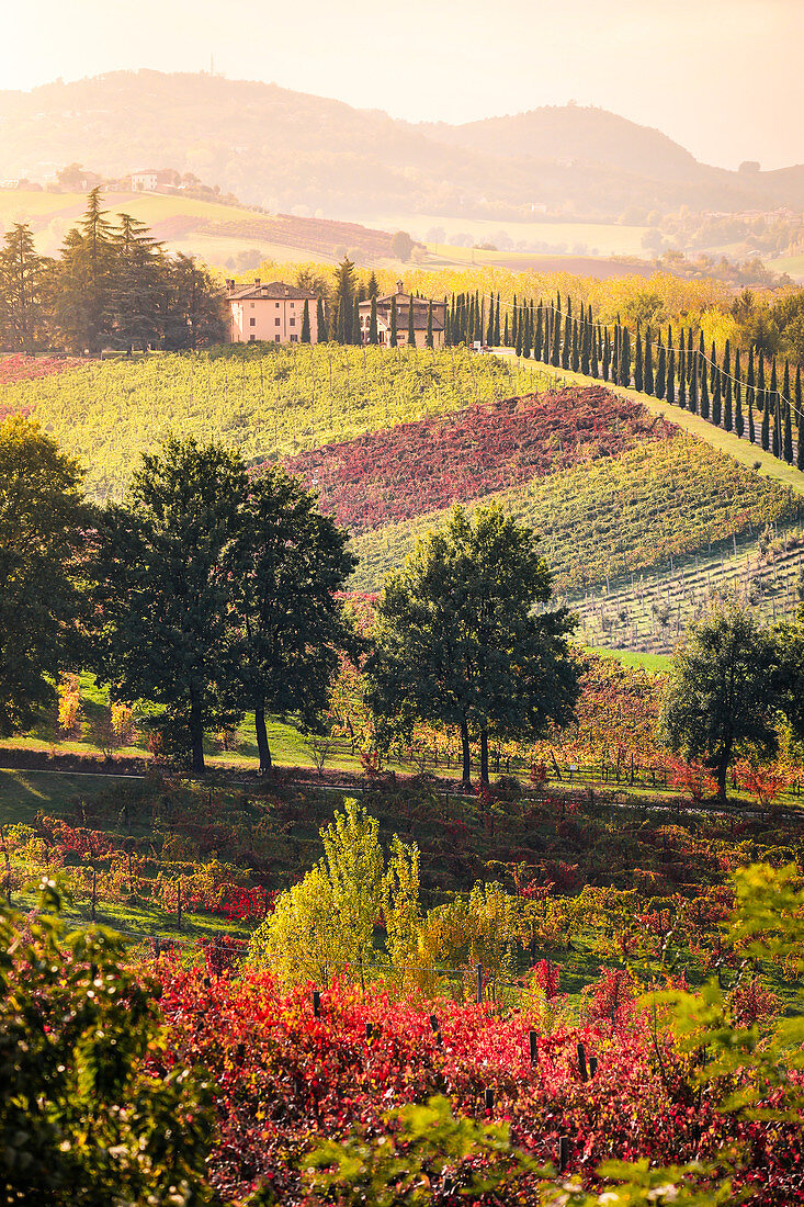 Castelvetro Weinberge, Provinz Modena, Emilia Romagna., Italien