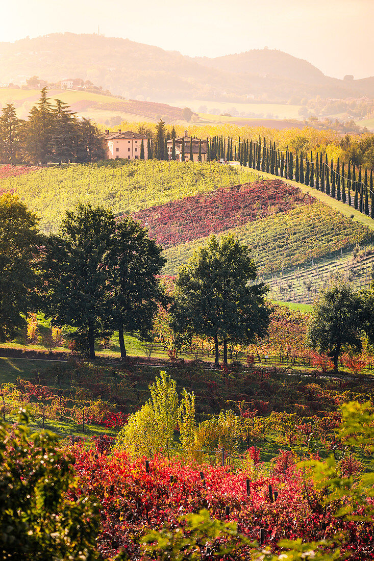 Castelvetro vineyards, Modena province, Emilia Romagna., Italy