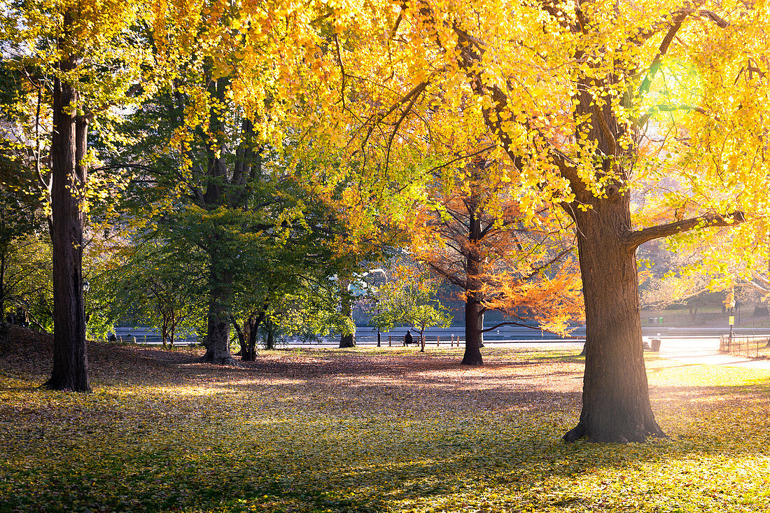 Central Park during autumn, Manhattan, New York, Usa