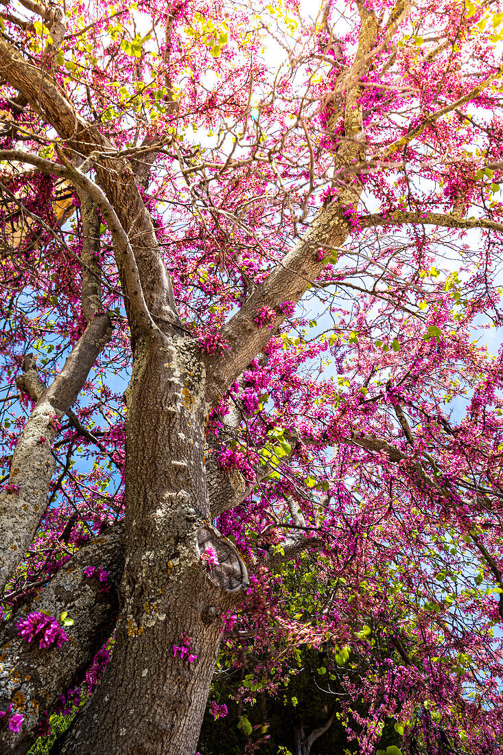 Ein bunter Baum im Dorf Ronda, einem der berühmtesten &quot,weißen Dörferundquot; Andalusiens, Spanien.