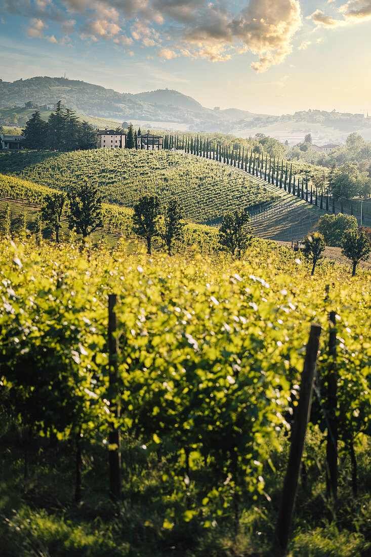 Levizzano Rangone, Castelvetro di Modena, Modena province, Emilia Romagna, Italy.