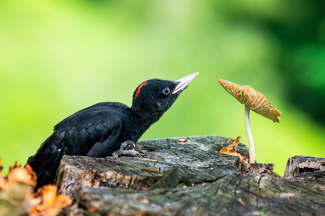 Park Orobie Valtellina,Lombardy,Italy. Black woodpecker,Dryocopus martius