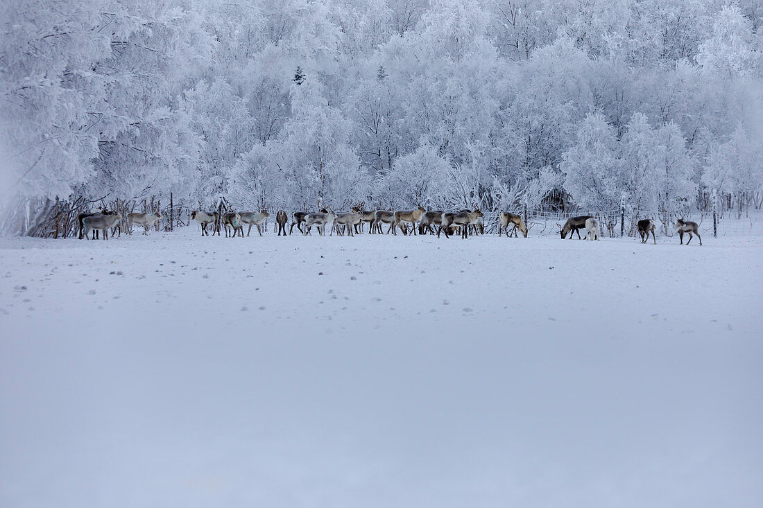 Herd of reindeer, Yllastunturi National Park, Muonio, Lapland, Finland