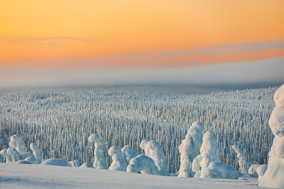 Gefrorener Baum, Tykky genannt, in den verschneiten Wäldern des Riisitunturi-Nationalparks (Posio, Lappland, Finnland, Europa)