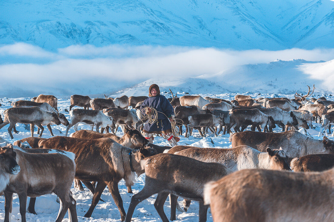 A reindeer herder tries to catch a reindeer with rope. Polar Urals, Yamalo-Nenets autonomous okrug, Siberia, Russia