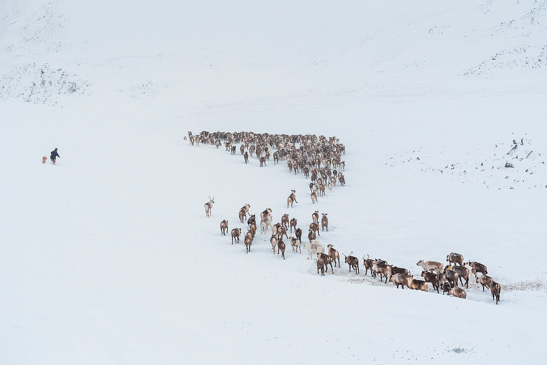 Ein Nenzen-Rentierhirte und sein Hund kümmern sich um die Herde. Polar Ural, Yamalo-Nenets autonomer Okrug, Sibirien, Russland