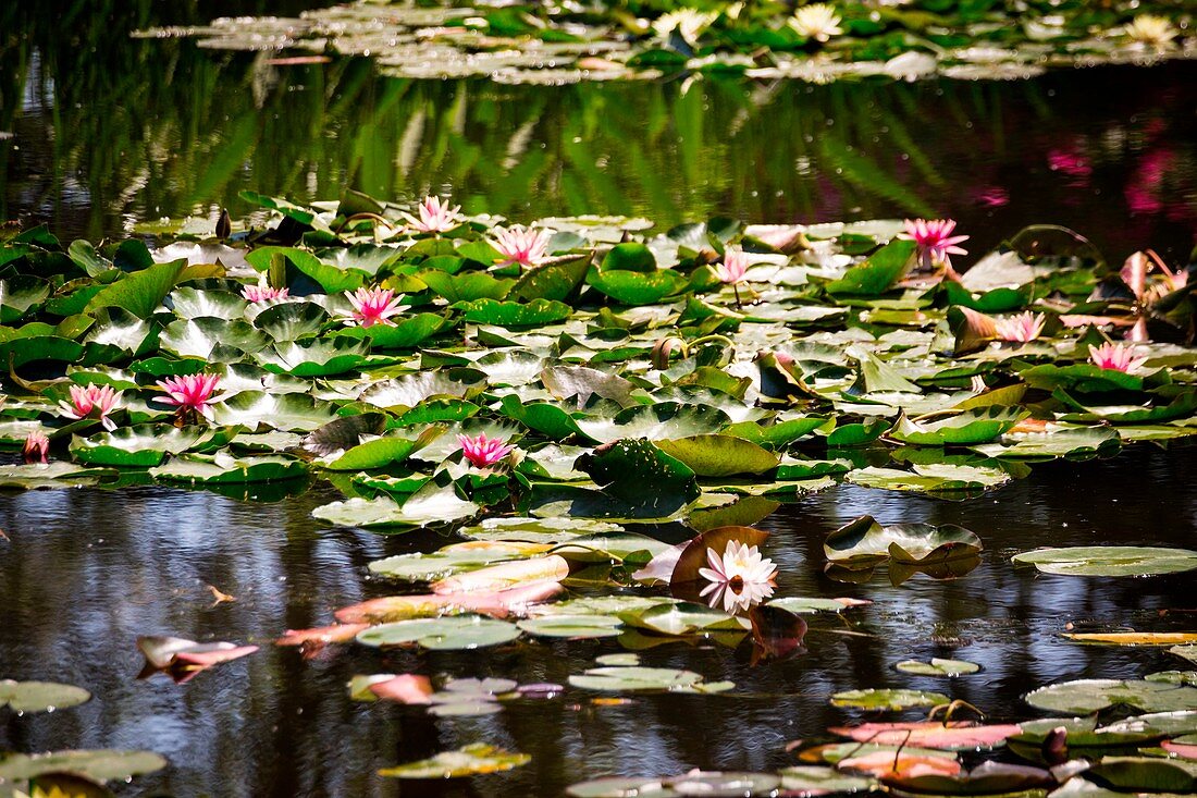 Givenchy, Normandie, France. Waterlily over a little lake in the ancient Monet's house.
