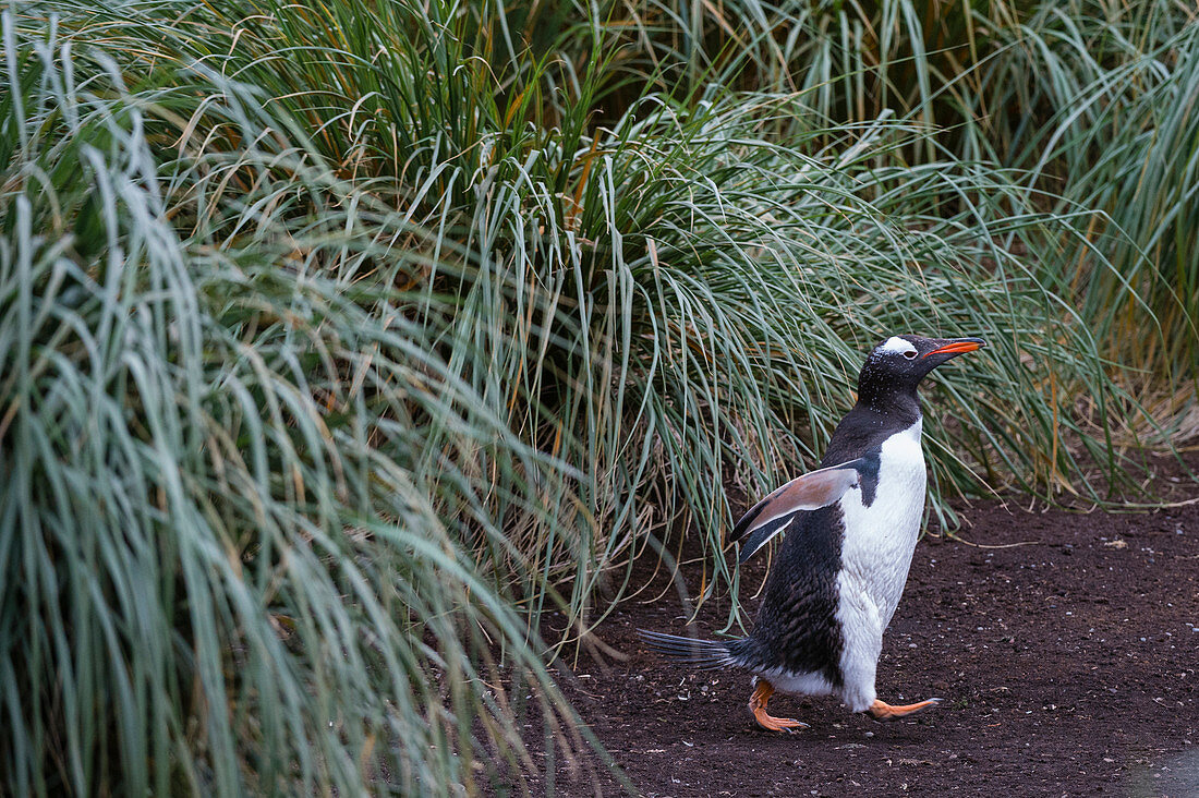 Gentoo penguins (Pygoscelis papua), Sea Lion Island, Falkland Islands.