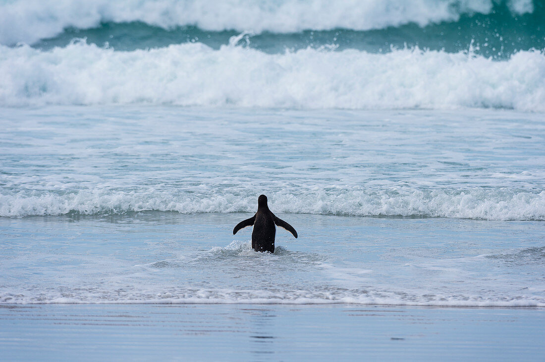 Magellan-Pinguine (Spheniscus magellanicus), Seelöweninsel, Falklandinseln.