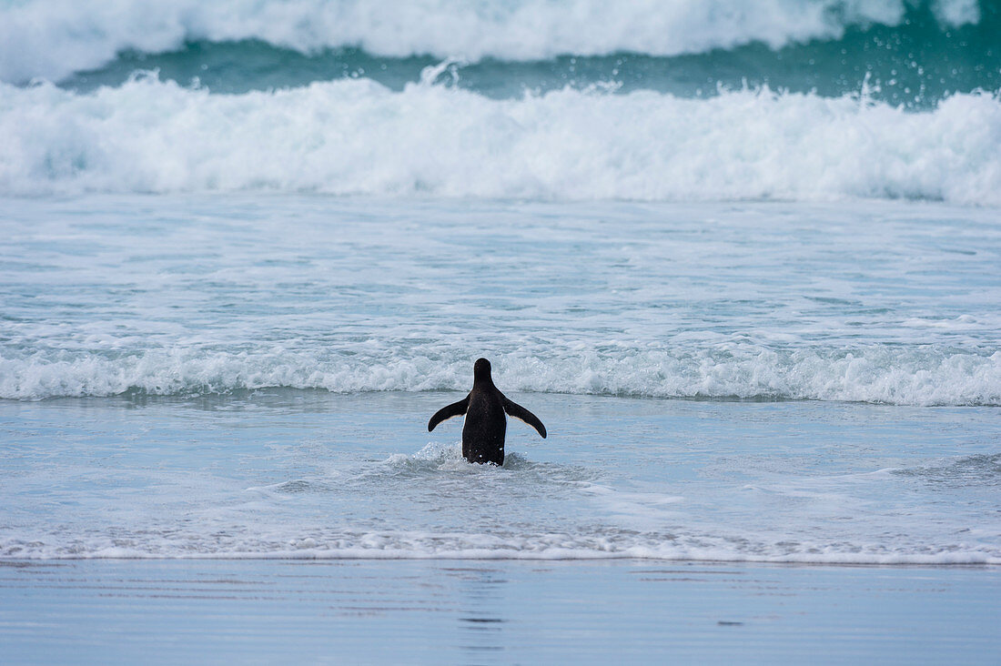 Magellanic penguins (Spheniscus magellanicus), Sea Lion Island, Falkland Islands.