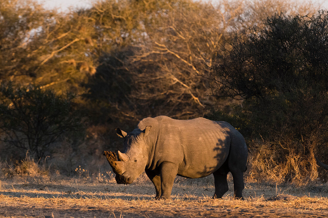 White rhinoceros (Ceratotherium simum), Kalahari, Botswana.