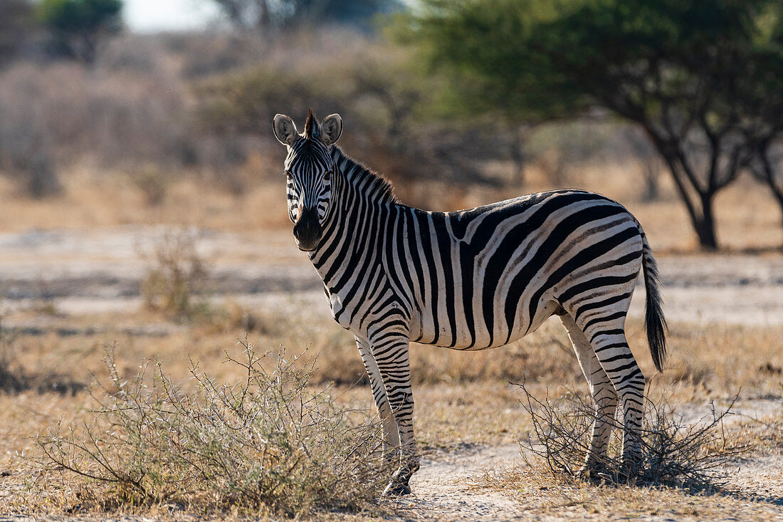 Burchell's zebra (Equus quagga burchellii), Moremi Game Reserve, Okavango Delta, Botswana.