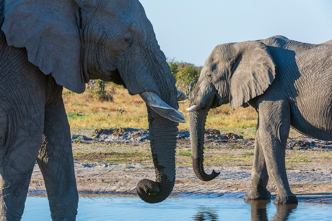 African elephants (Loxodonta africana), Savuti, Chobe National Park, Botswana.