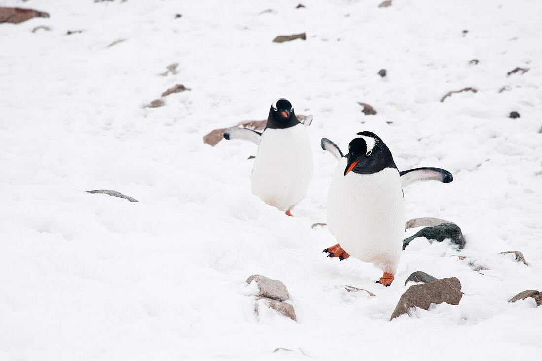 Gentoo penguins (Pygoscelis papua), Neko Harbour, Antarctica.