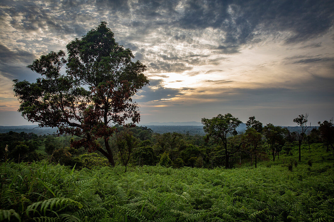 Bolaven, plateau, mountains, South, Southeast Asia, Laos, Asia, green, landscape, Mystic Mountain Coffee, Champasak