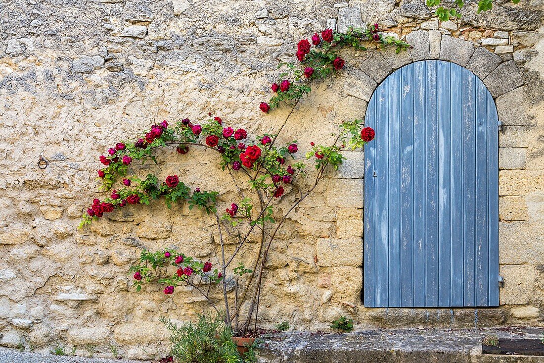 Frankreich, Vaucluse, regionales Naturschutzgebiet von Luberon, Viens, Rosenstrauch in Blüte an der Fassade eines Hauses des alten Dorfes
