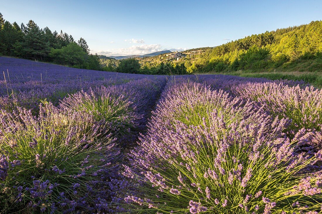 France, Vaucluse, Aurel, field of lavender, in background the village