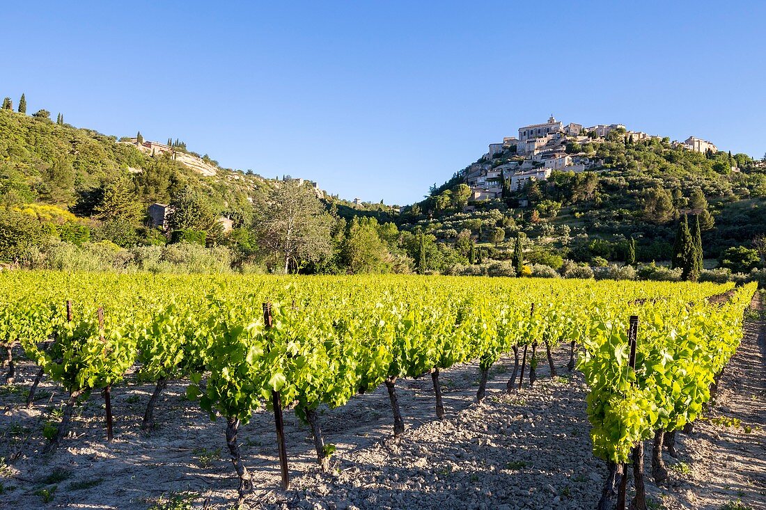 Frankreich, Vaucluse, regionales Naturschutzgebiet von Lubéron, Gordes, zertifizierte die schönsten Dörfer Frankreichs, Weinberg am Fuße des Dorfes