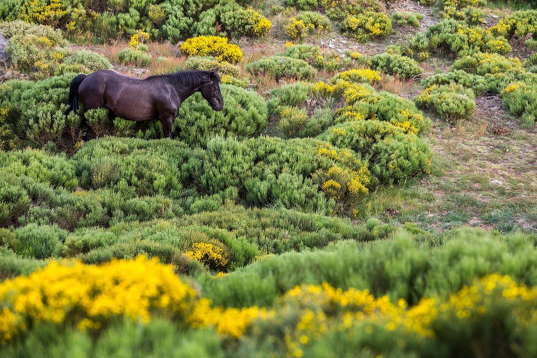 France, Lozere, Les Causses et les Cevennes, cultural landscape of the Mediterranean agro pastoralism, listed as World Heritage by UNESCO, National park of the Cevennes, listed as Reserve Biosphere by UNESCO, horse in the moor with brooms in the collar of Malpertus