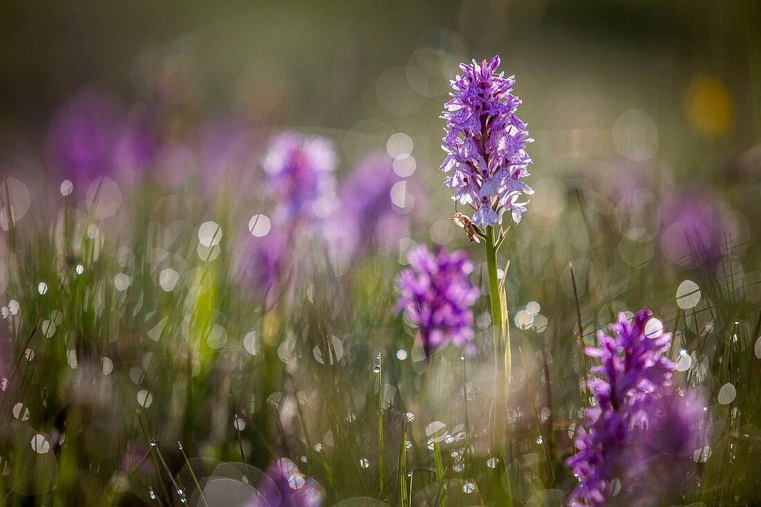 France, Lozere, Les Causses et les Cevennes, cultural landscape of the Mediterranean agro pastoralism, listed as World Heritage by UNESCO, National park of the Cevennes, listed as Reserve Biosphere by UNESCO, heath spotted orchid (Dactylorhiza maculata)