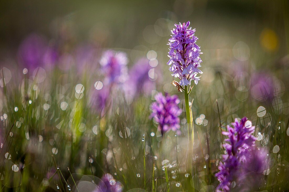 Frankreich, Lozere, Les Causses und Les Cevennes, Kulturlandschaft des mediterranen Agro-Pastoralismus, von der UNESCO zum Weltkulturerbe erklärt, Nationalpark der Cevennen, von der UNESCO als Reserve-Biosphäre eingestuft, Heidefleckorchidee (Dactylorhiza maculata)