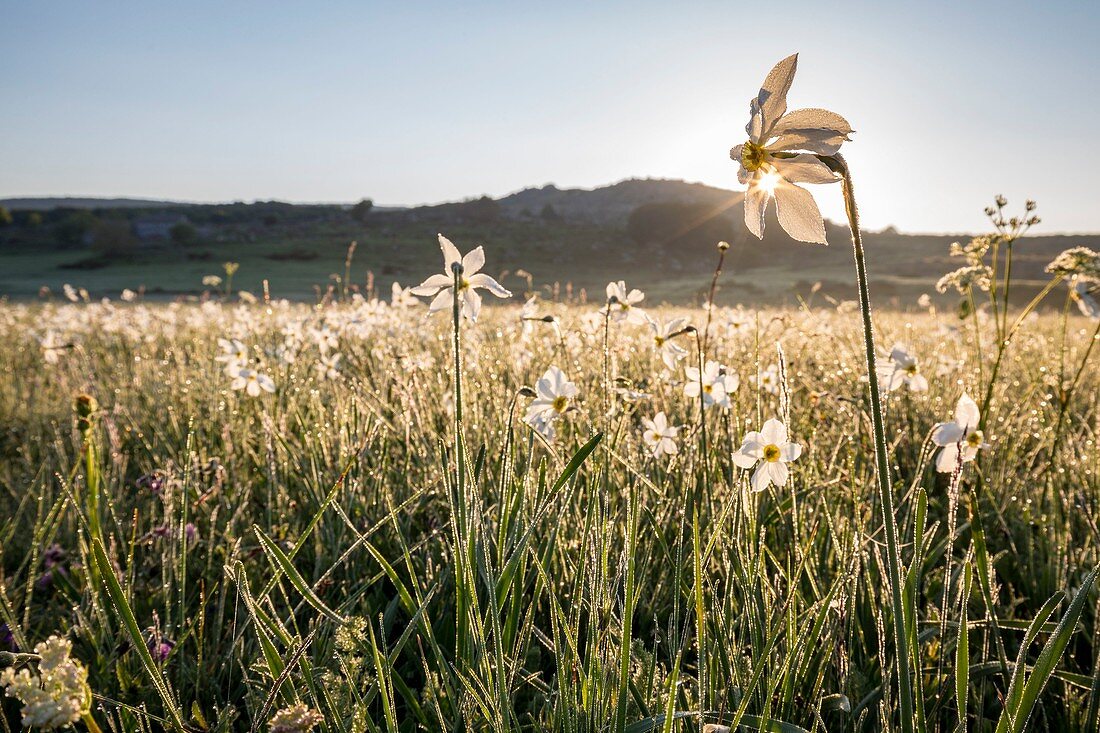 France, Lozere, Les Causses et les Cevennes, cultural landscape of the Mediterranean agro pastoralism, listed as World Heritage by UNESCO, National park of the Cevennes, listed as Reserve Biosphere by UNESCO, Mas Camargues, meadows place setting of Narcissus of the poet's narcissus (Narcissus poeticus)