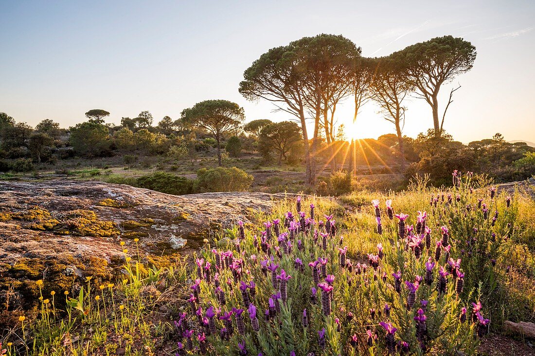 France, Var, Vidauban, National Nature Reserve of the Plaine des Maures, French lavender, Spanish lavender, or topped lavender (Lavandula stoechas)