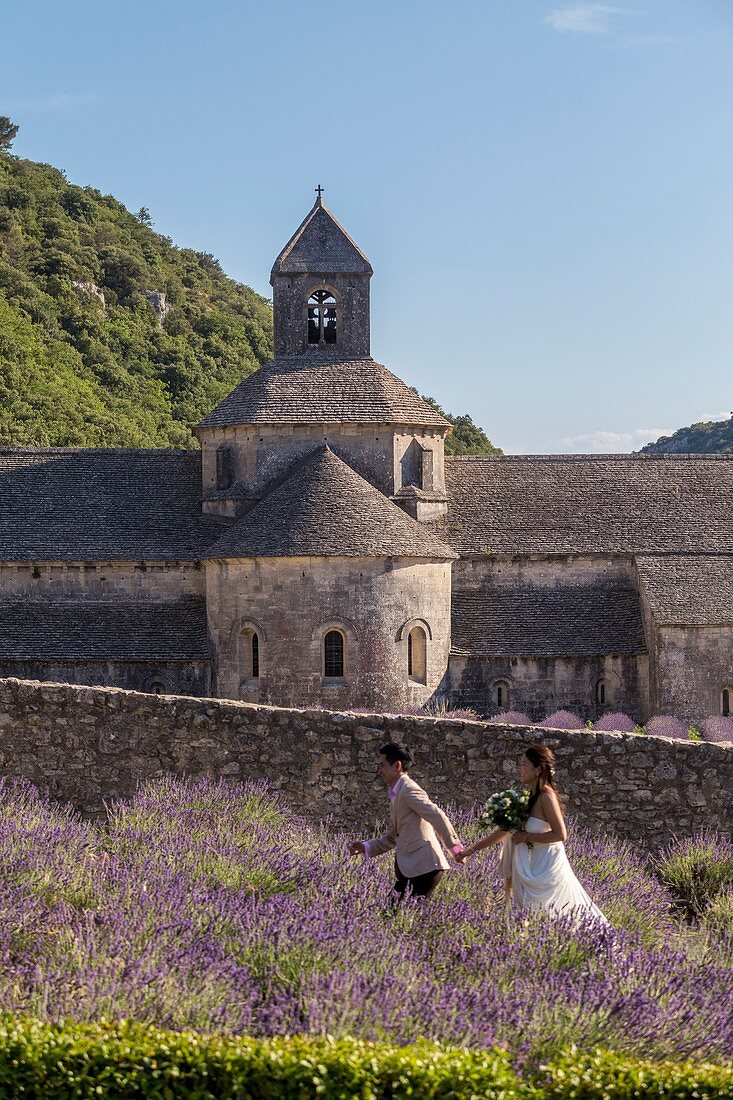 Frankreich, Vaucluse, Gemeinde Gordes, Lavendelfeld vor der Abtei Notre Dame de Sénanque aus dem XII. Jahrhundert