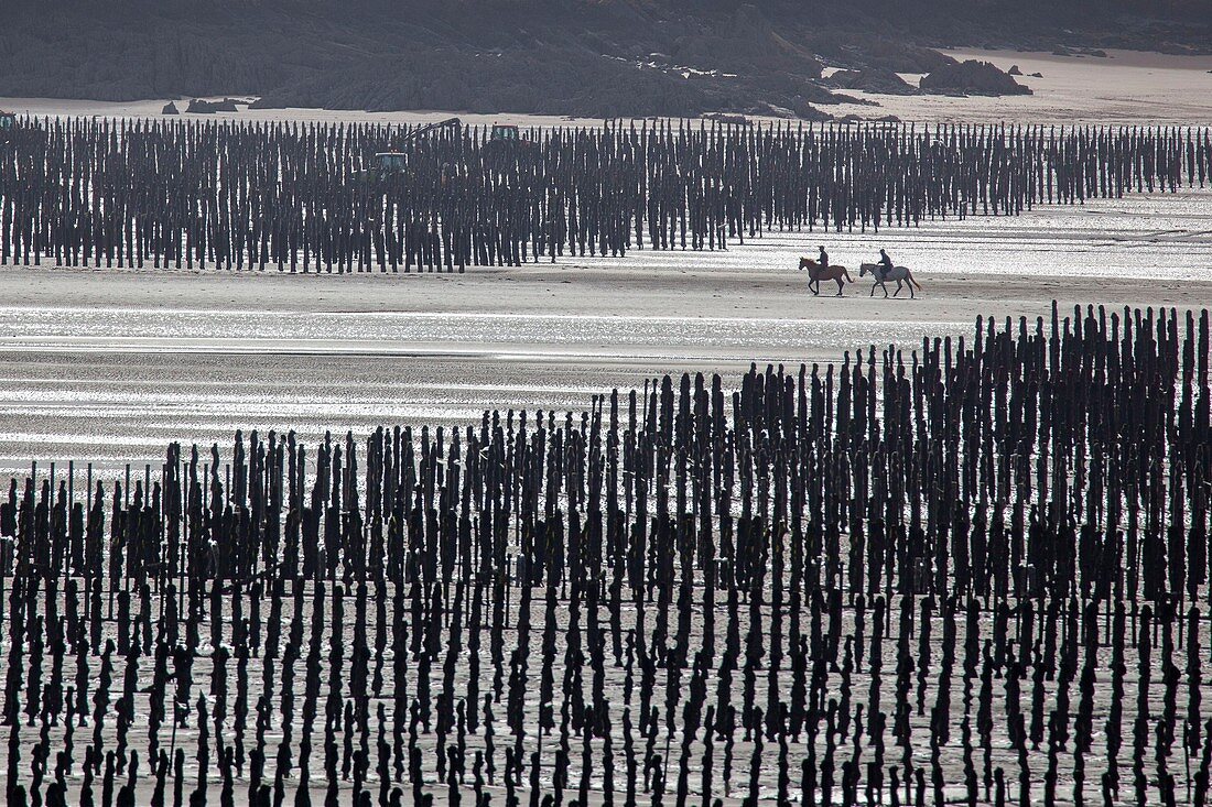 Frankreich, Manche, Bucht des Mont Saint Michel, von der UNESCO zum Weltkulturerbe erklärt, Pferde in Austernbänken
