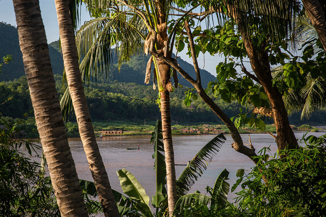 Mekong, Luang Prabang, Laos, north, Southeast Asia, Asia, river, palm trees,