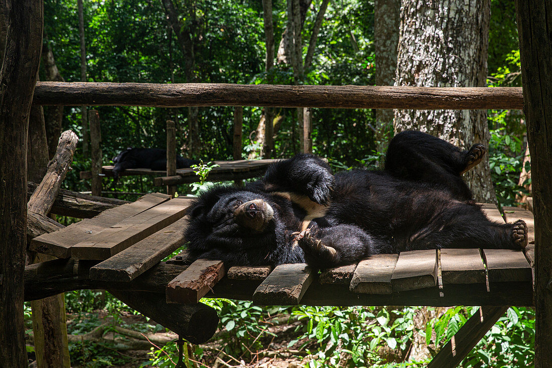 Asiatic black bear, Ursus thibetanus, at the Kuang Si waterfalls in Luang Prabang, Laos, Asia