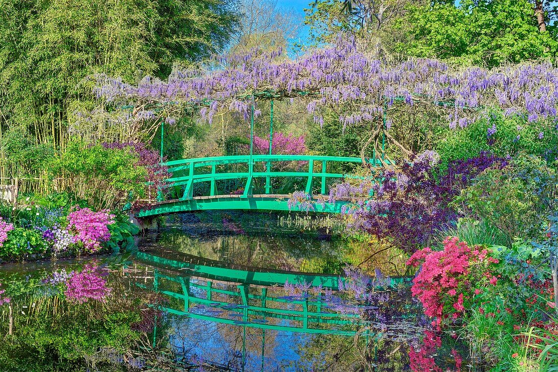 Frankreich, Eure, Giverny, Claude Monet Foundation, der japanische Garten mit Glyzinien in Blüte
