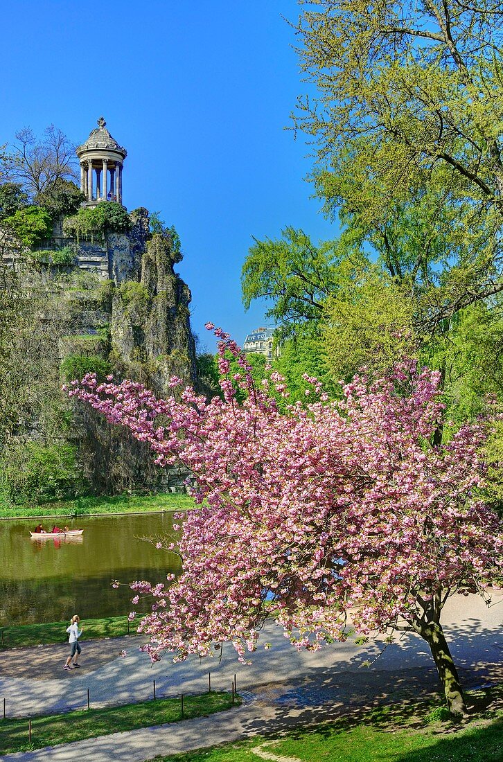 France, Paris, Buttes-Chaumont park during spring with a japanese cherry-tree (Prunus serrulata) in blossom