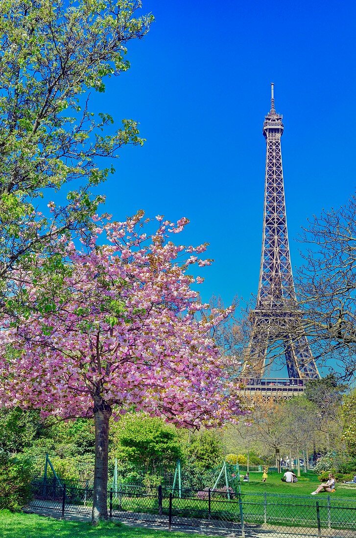 France, Paris, banks of the Seine river, area protected by UNESCO, Champ de Mars park with a cherry tree in blossom and the Eiffel tower