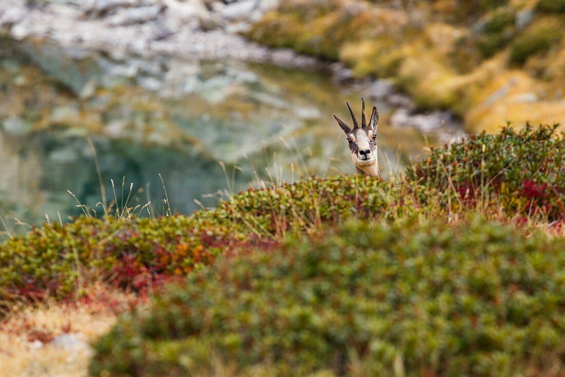 France, Alpes-Maritimes, Mercantour National Park, Gordolasque Valley, chamois (Rupicapra rupicapra)