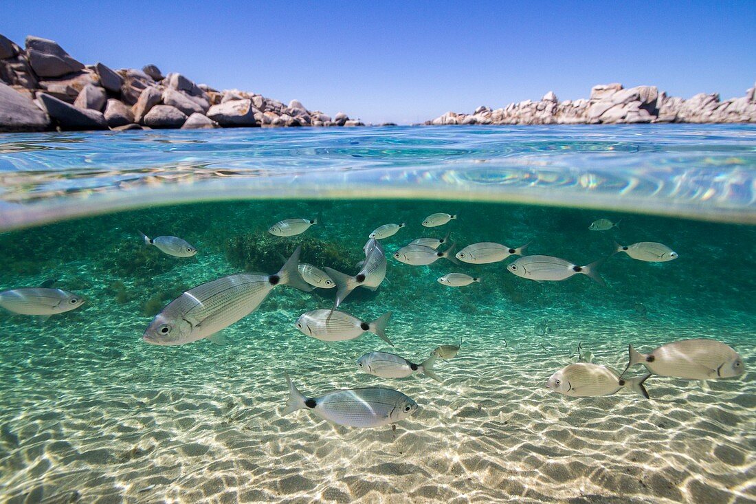 France, South Corsica, Bonifacio, Nature reserve of islands Lavezzi, beach of Cala di l' Achiarinu, sea bed and bench of common Sar (Diplodus sargus)