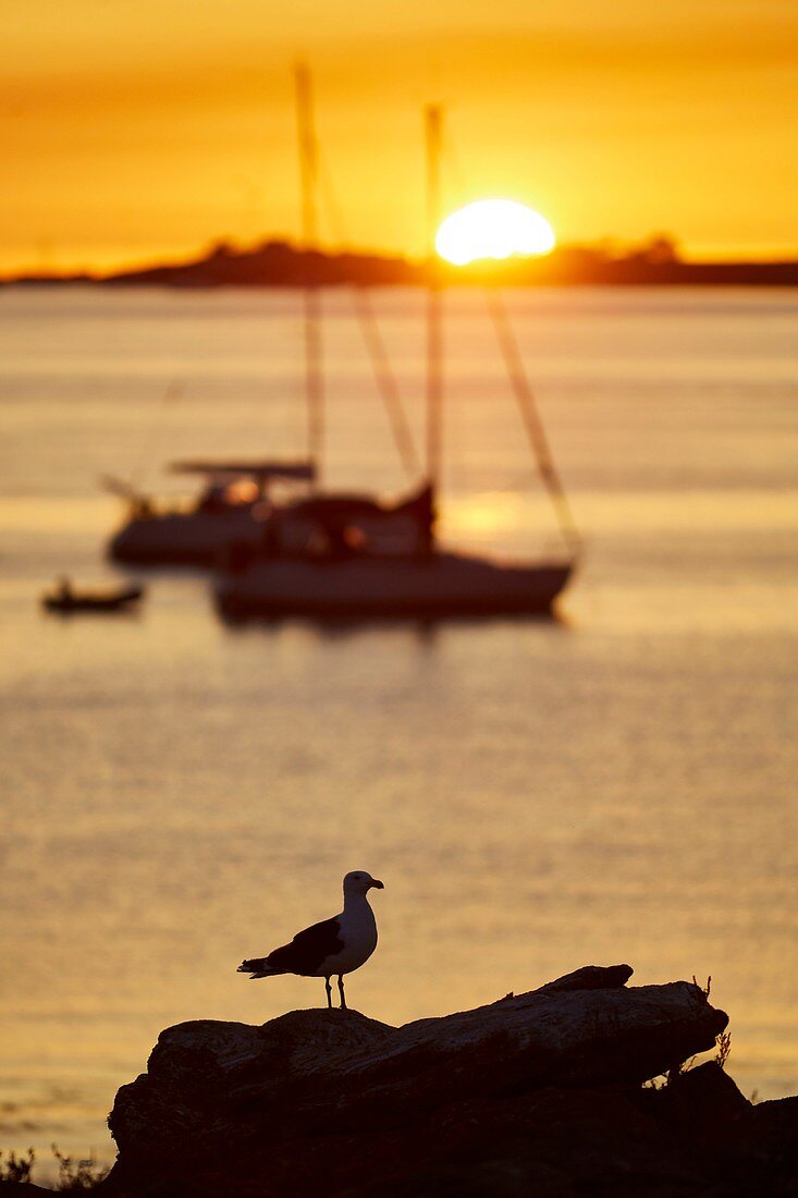 Frankreich, Finistère, Fouesnant, Archipel Glenan (Glenan-Inseln), Penfret-Insel, vor Anker liegende Boote im Westen der Insel bei Sonnenuntergang