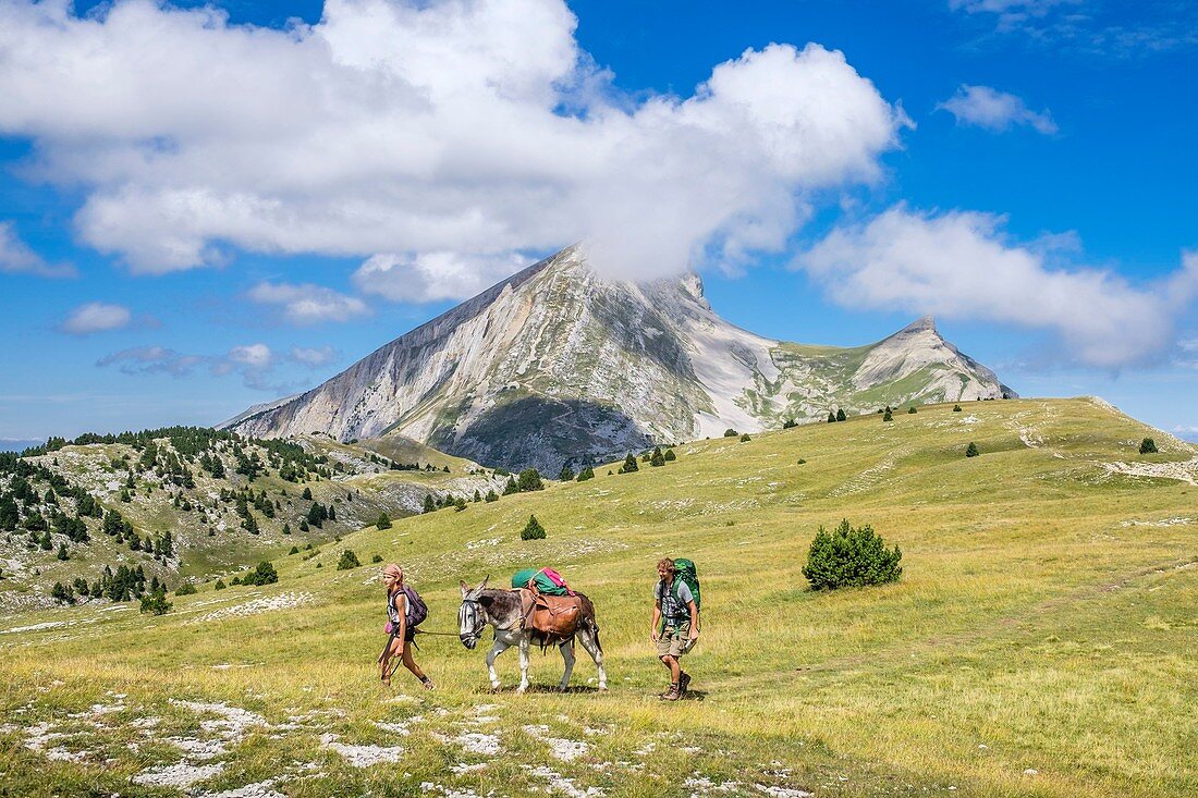 France, Isere, Vercors Regional Natural Park, National Nature Reserve of the Vercors Highlands, hiking with a donkey carrying luggage, Grand Veymont (alt : 2341 m), highest point of the Vercors in the background